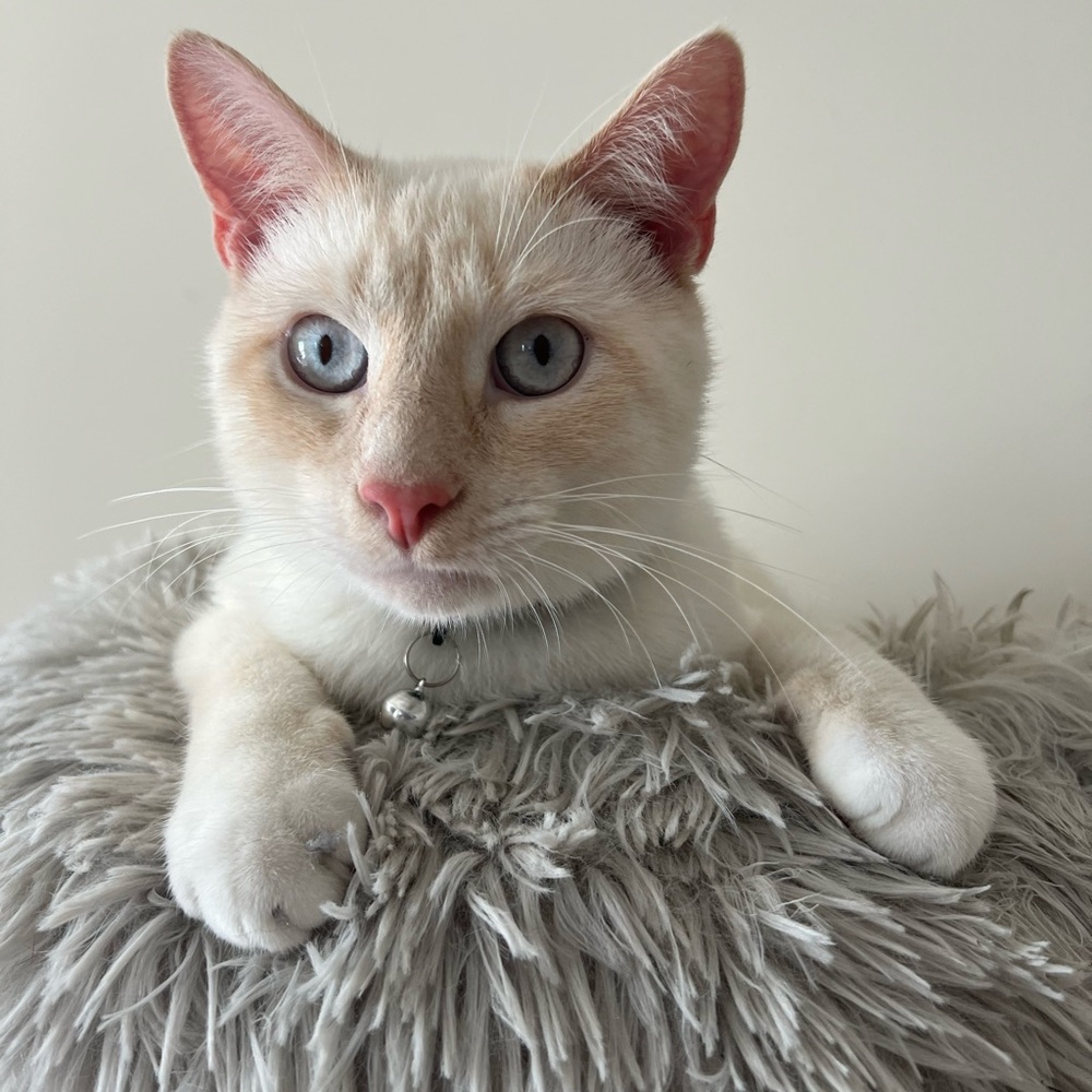 Meet your Posher, Saffron